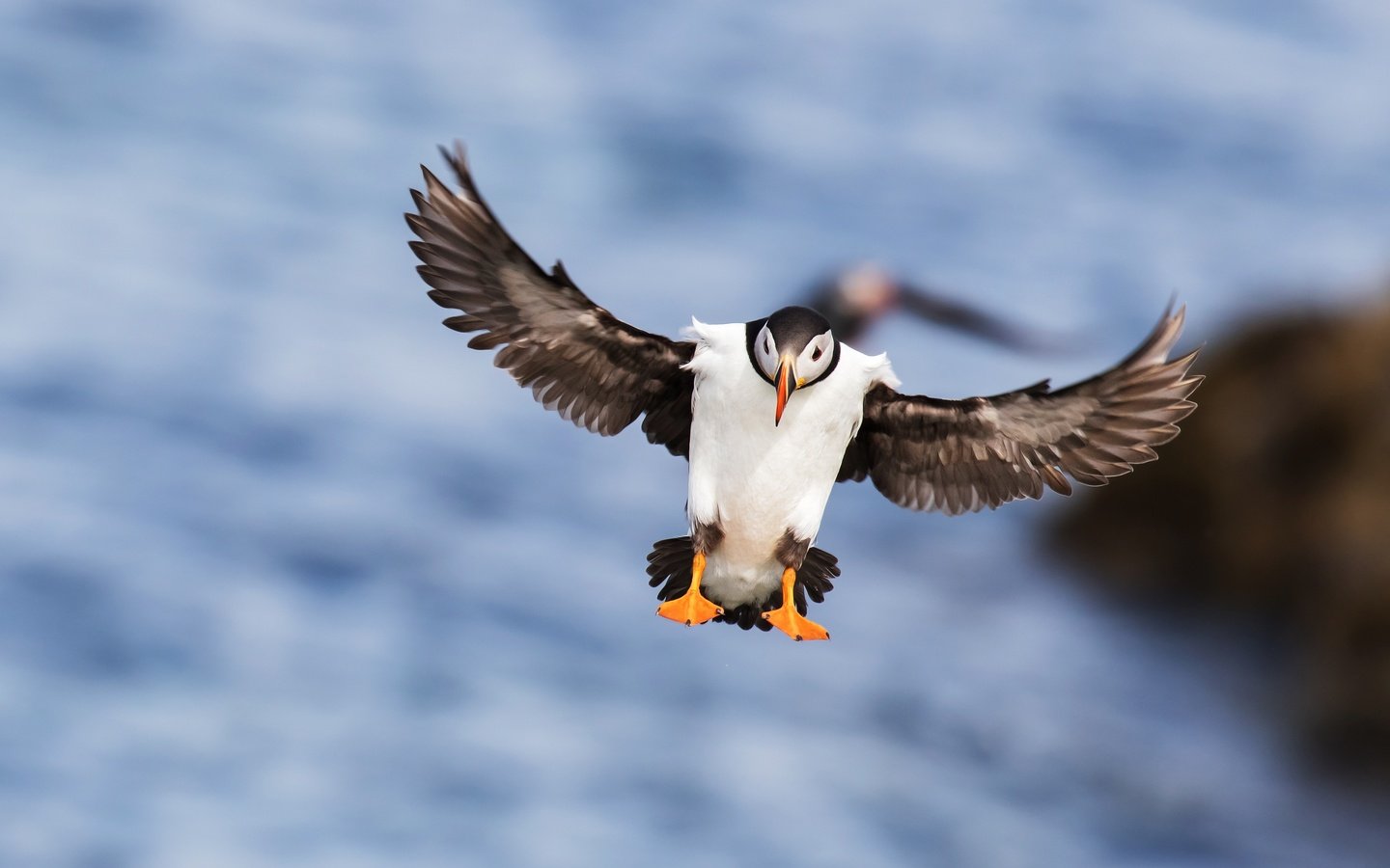 Обои море, полет, крылья, птица, клюв, перья, тупик, sea, flight, wings, bird, beak, feathers, stalled разрешение 4268x2401 Загрузить