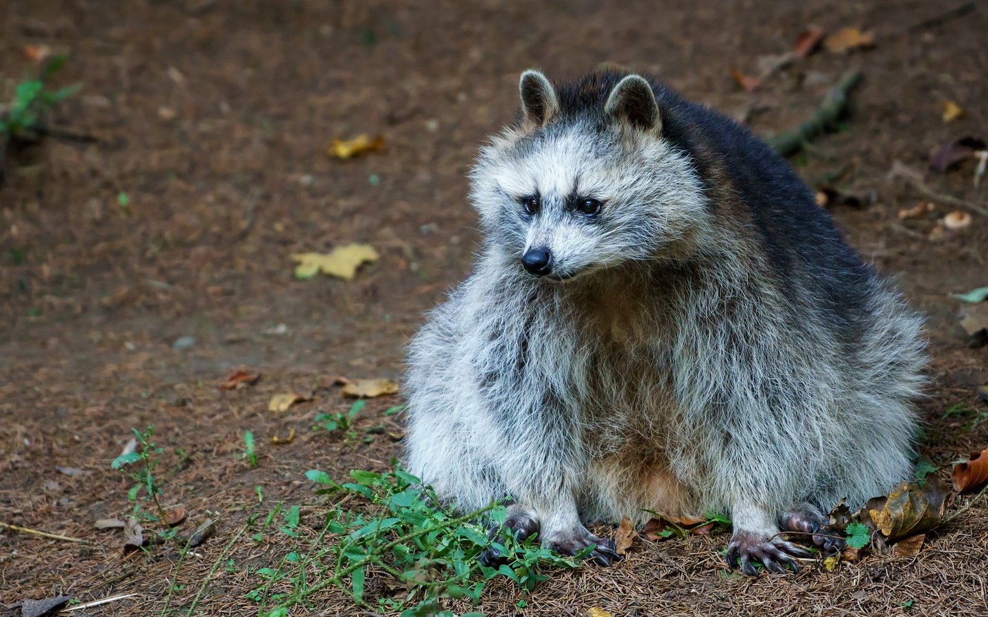 Обои природа, листья, осень, сидит, животное, енот, nature, leaves, autumn, sitting, animal, raccoon разрешение 2048x1152 Загрузить