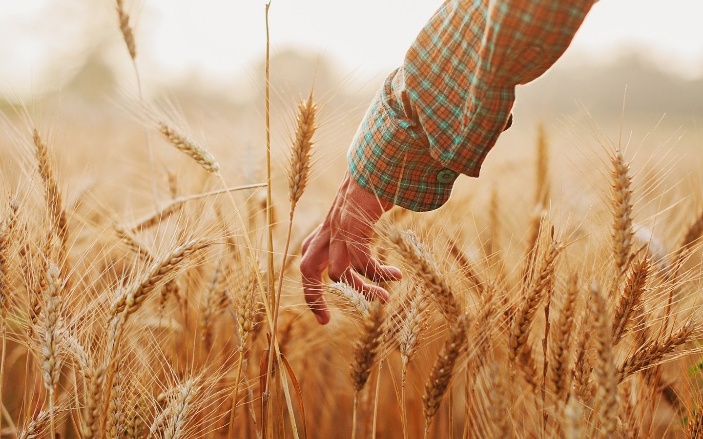 Обои рука, настроение, лето, колосья, пшеница, hand, mood, summer, ears, wheat разрешение 2048x1360 Загрузить