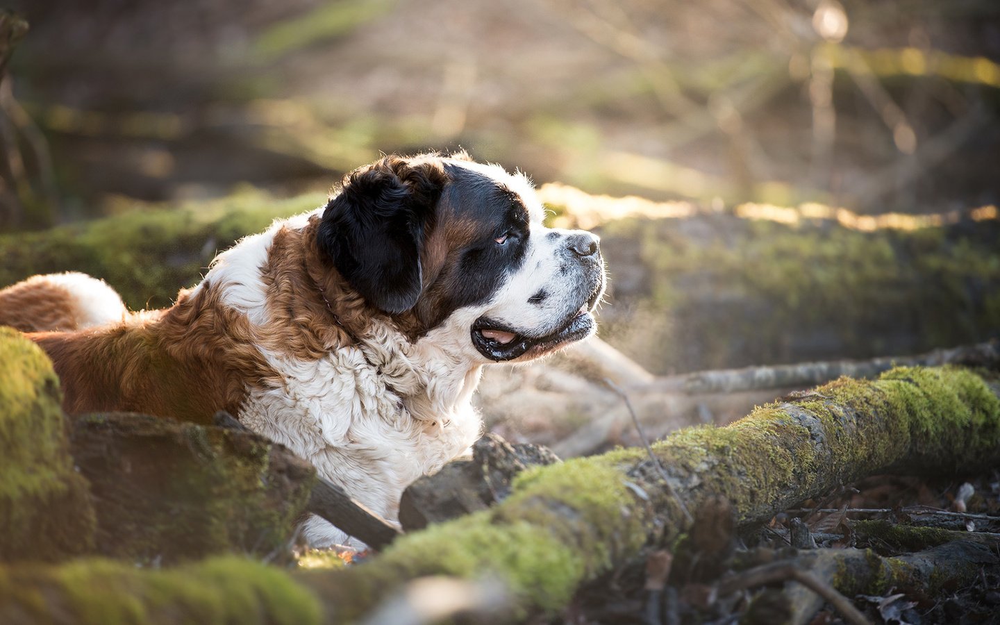 Обои природа, собака, профиль, мох, сенбернар, nature, dog, profile, moss, st. bernard разрешение 1920x1200 Загрузить