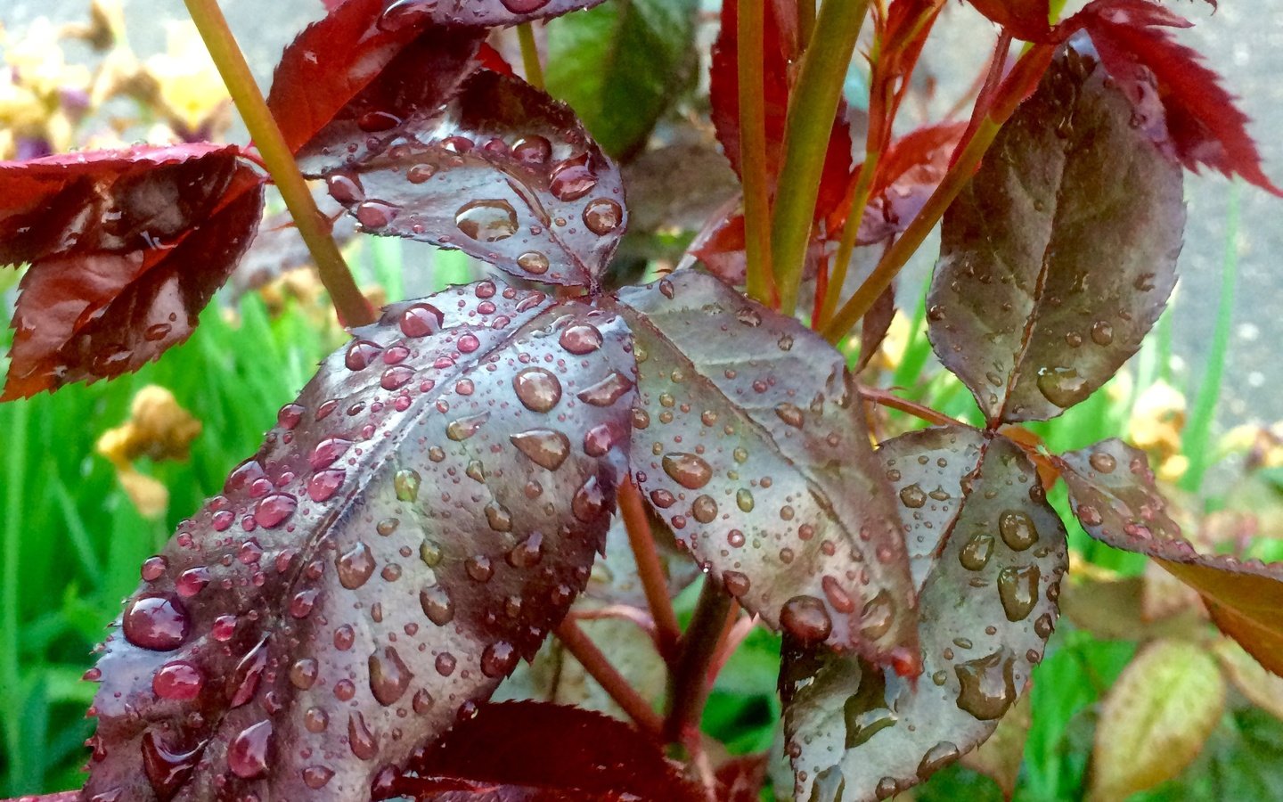 Обои листья, капли, капли воды, после дождя, leaves, drops, water drops, after the rain разрешение 2448x3264 Загрузить