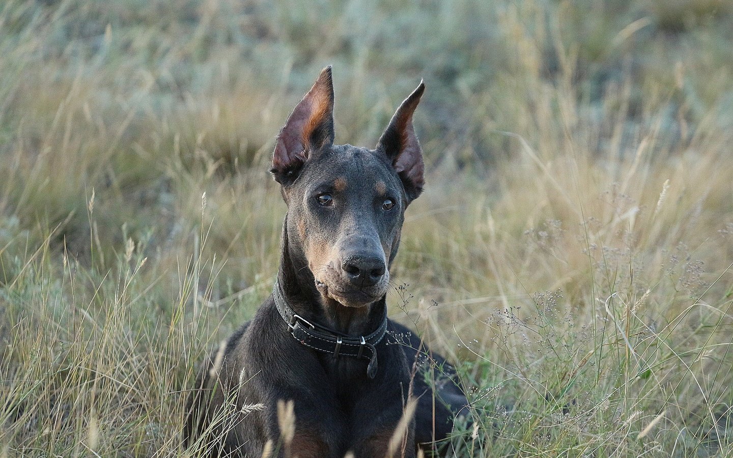 Обои взгляд, собака, друг, ошейник, доберман, травинки, look, dog, each, collar, doberman, grass разрешение 1920x1280 Загрузить