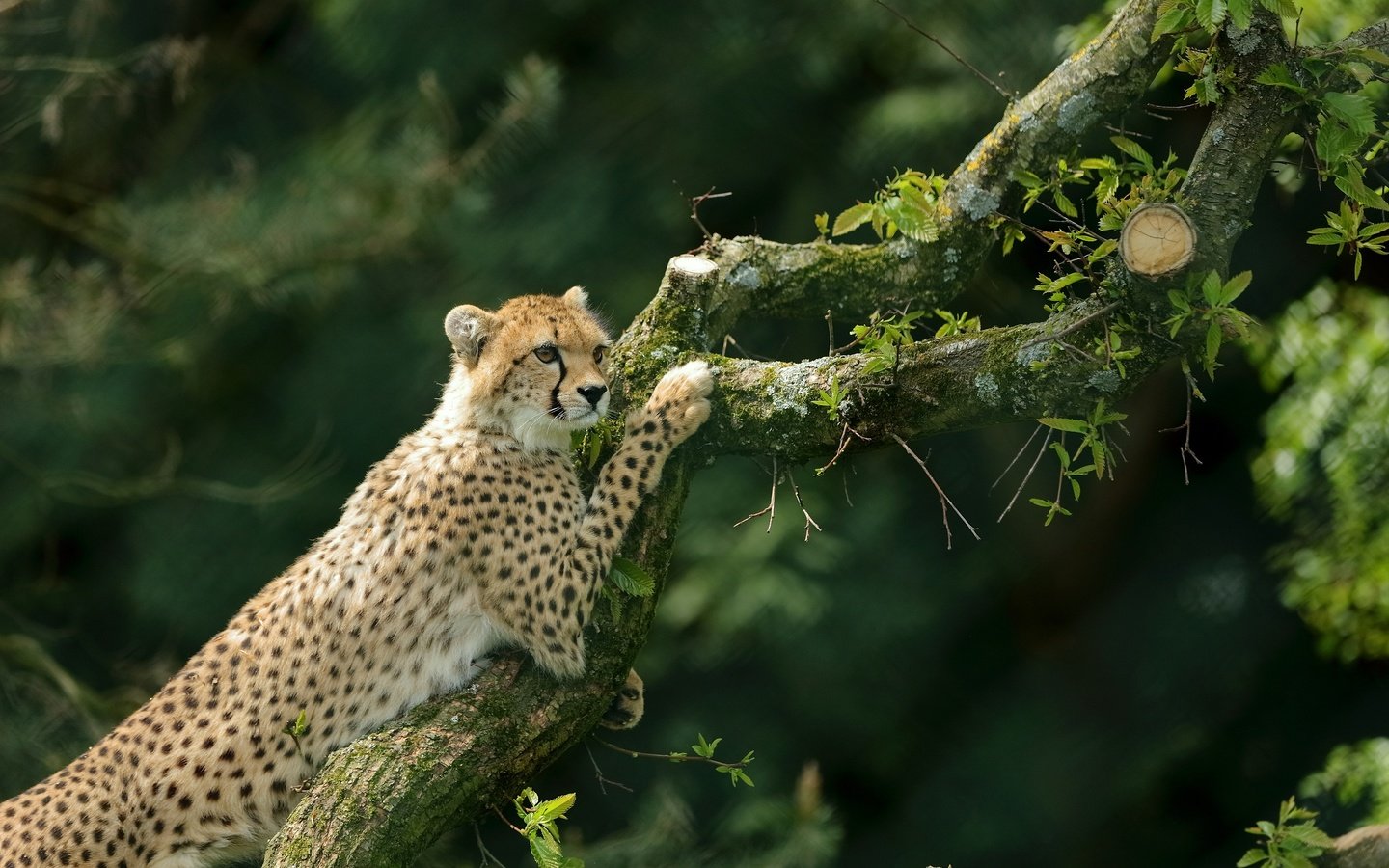 Обои дерево, гепард, дикая кошка, tree, cheetah, wild cat разрешение 3270x2179 Загрузить