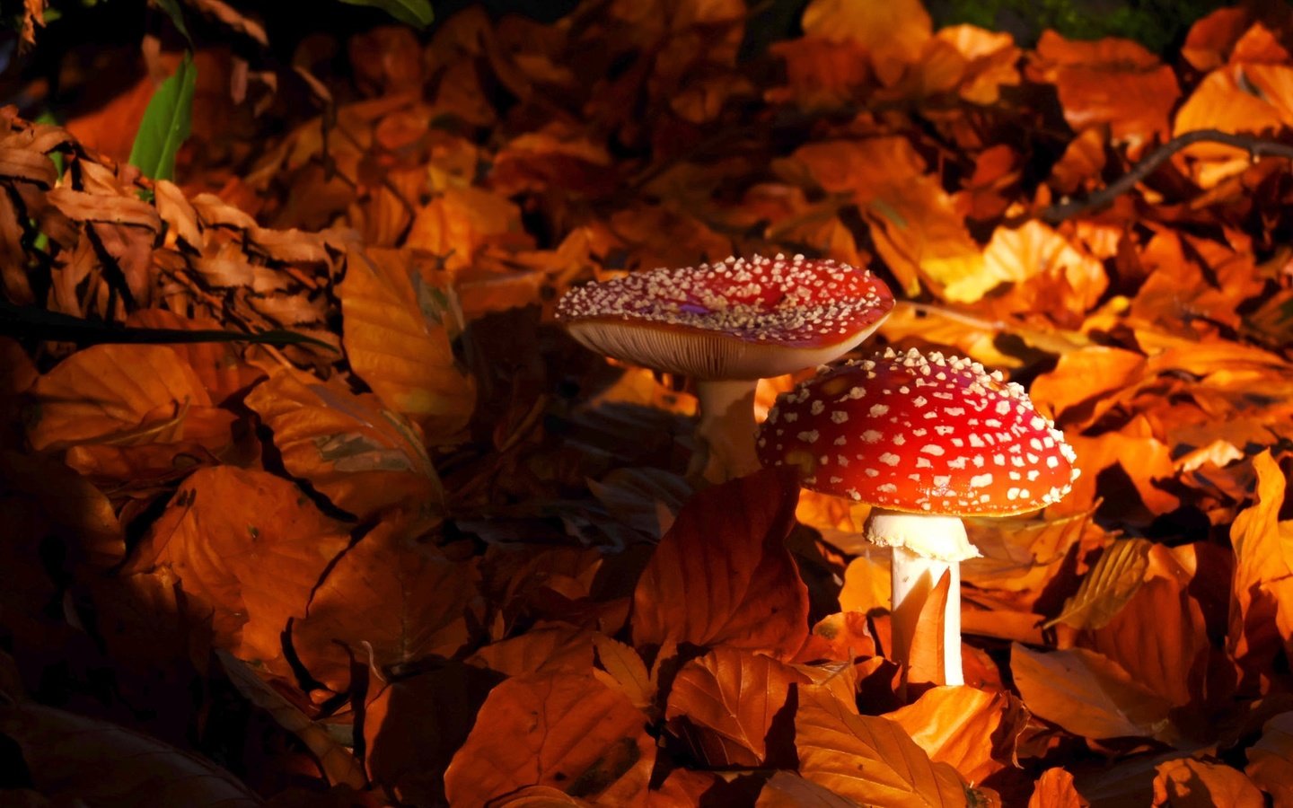 Обои природа, листья, осень, грибы, мухомор, мухоморы, nature, leaves, autumn, mushrooms, mushroom, amanita разрешение 2048x1363 Загрузить