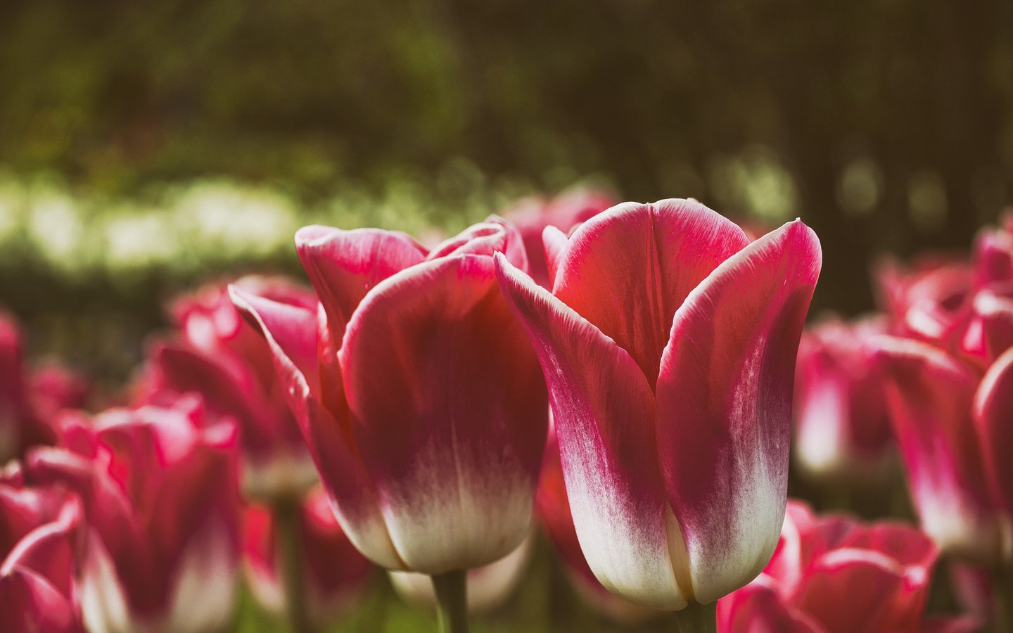 Обои цветы, бутоны, лепестки, весна, тюльпаны, flowers, buds, petals, spring, tulips разрешение 3000x2250 Загрузить