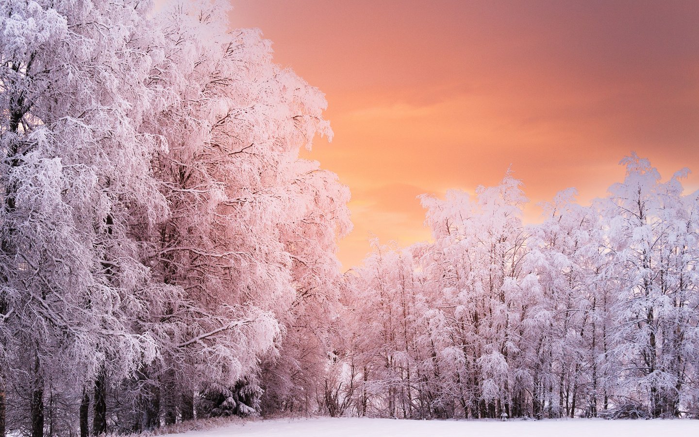 Обои деревья, лес, закат, зима, ветки, иней, норвегия, рена, trees, forest, sunset, winter, branches, frost, norway, ren разрешение 5120x3394 Загрузить