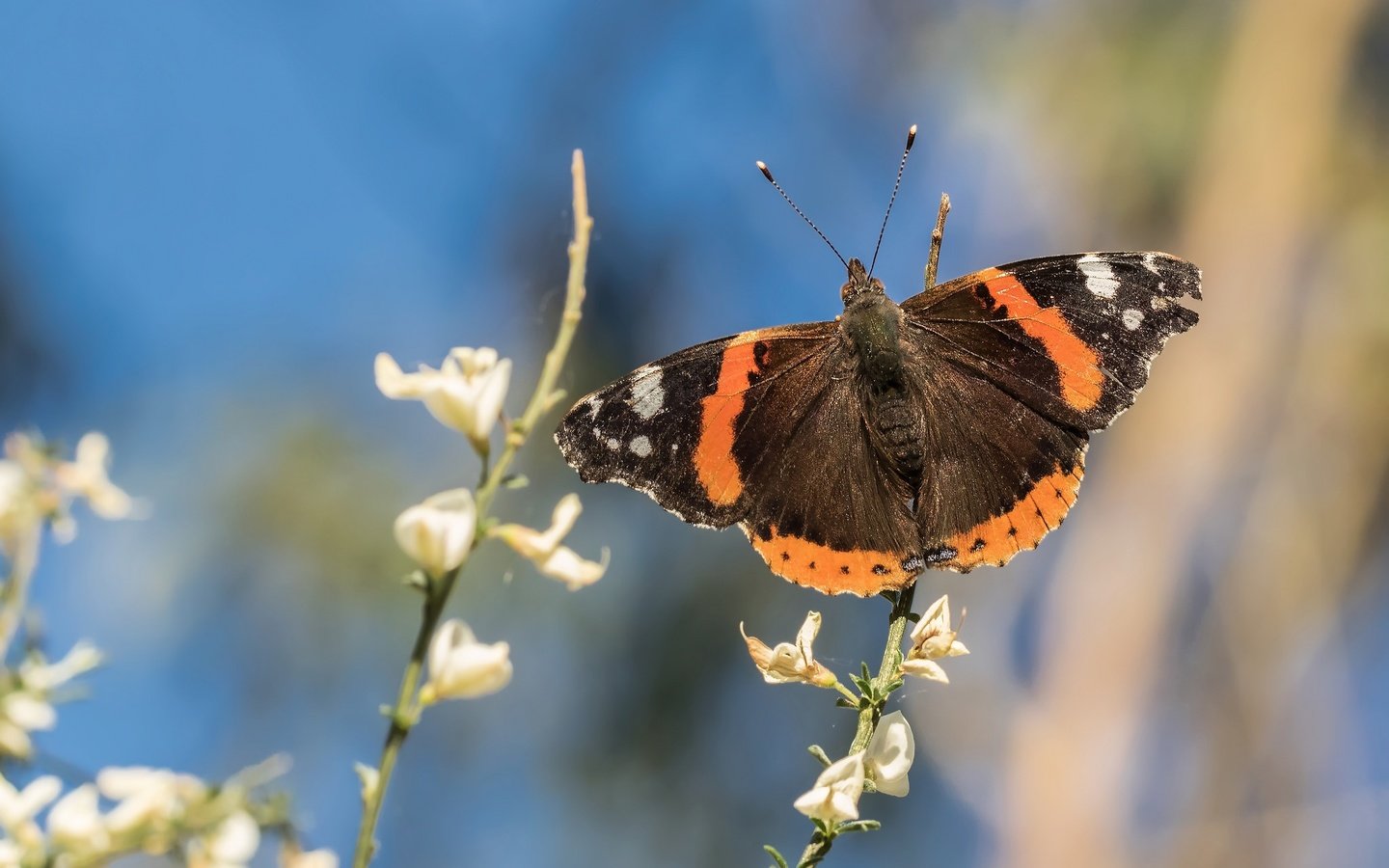 Обои цветы, насекомое, бабочка, крылья, боке, адмирал, нимфалида, flowers, insect, butterfly, wings, bokeh, admiral, nymphalid разрешение 2048x1366 Загрузить