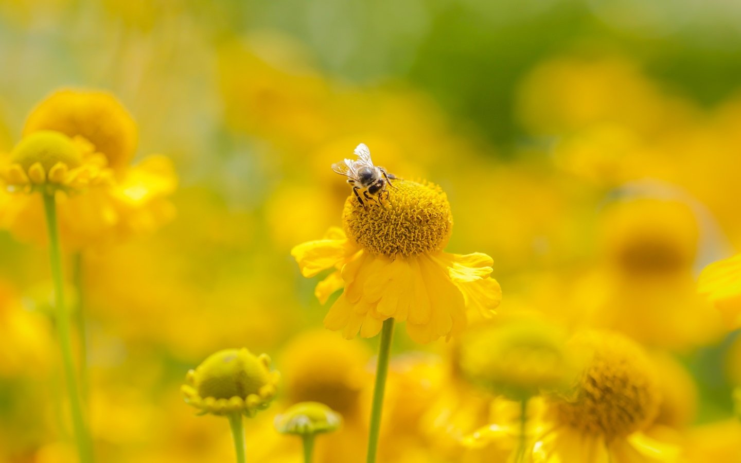 Обои цветы, насекомое, лето, размытость, пчела, желтые, flowers, insect, summer, blur, bee, yellow разрешение 2400x1350 Загрузить