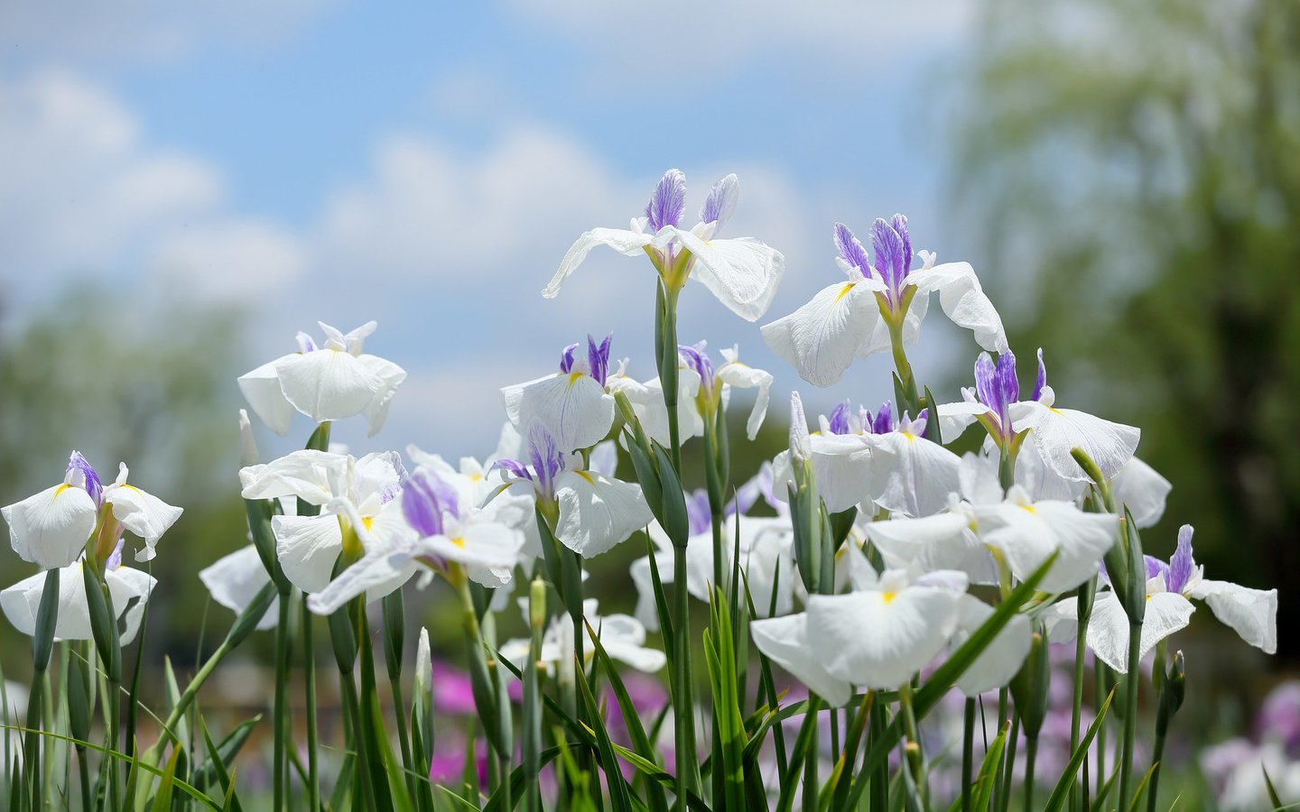 Обои цветение, белые, много, ирисы, flowering, white, a lot, irises разрешение 2048x1365 Загрузить