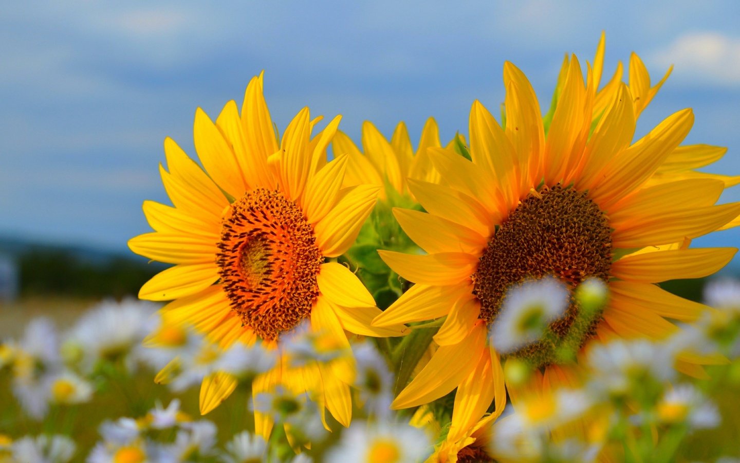 Обои небо, цветы, лето, лепестки, ромашки, подсолнухи, the sky, flowers, summer, petals, chamomile, sunflowers разрешение 3000x1817 Загрузить