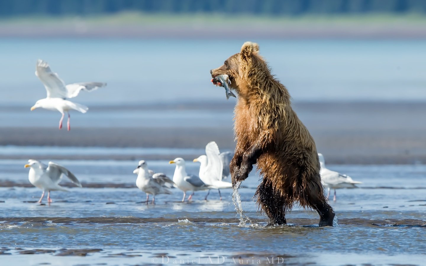 Обои вода, река, медведь, птицы, чайки, рыба, water, river, bear, birds, seagulls, fish разрешение 2048x1365 Загрузить