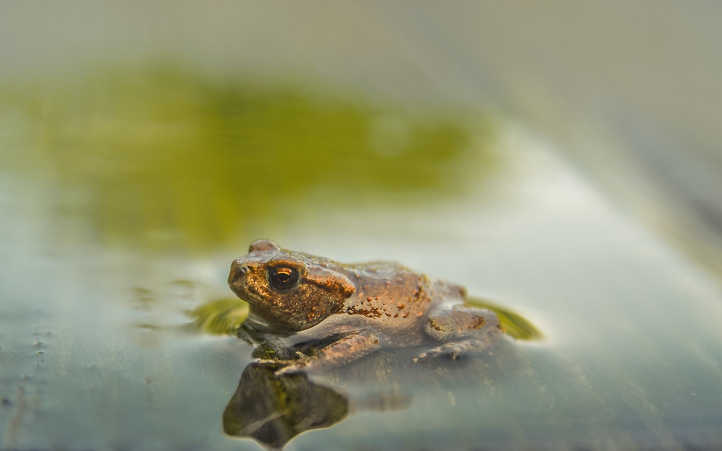 Обои вода, фон, лягушка, water, background, frog разрешение 2495x1560 Загрузить