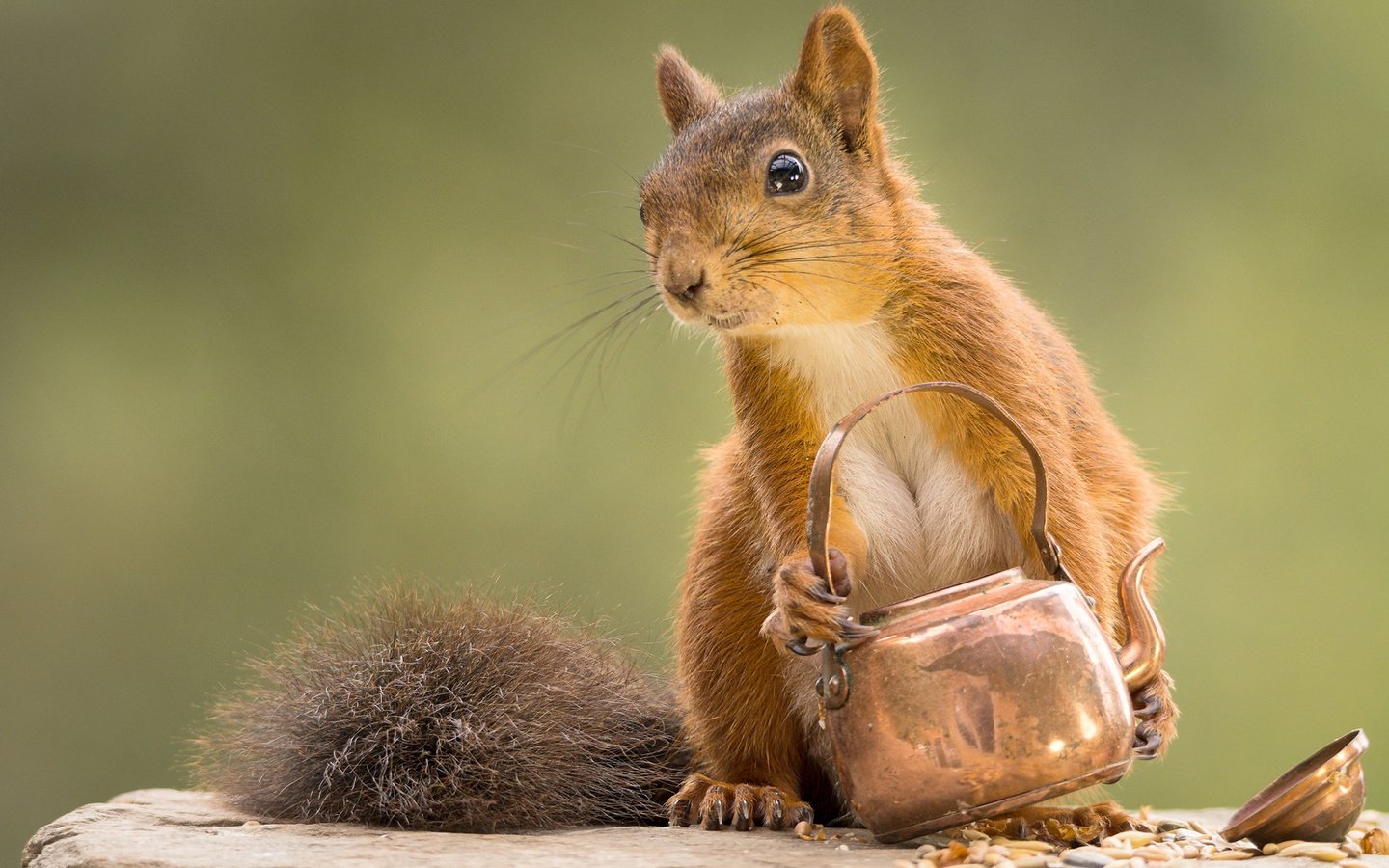 Обои мордочка, взгляд, белка, чайник, белочка, geert weggen, muzzle, look, protein, kettle, squirrel разрешение 1920x1200 Загрузить