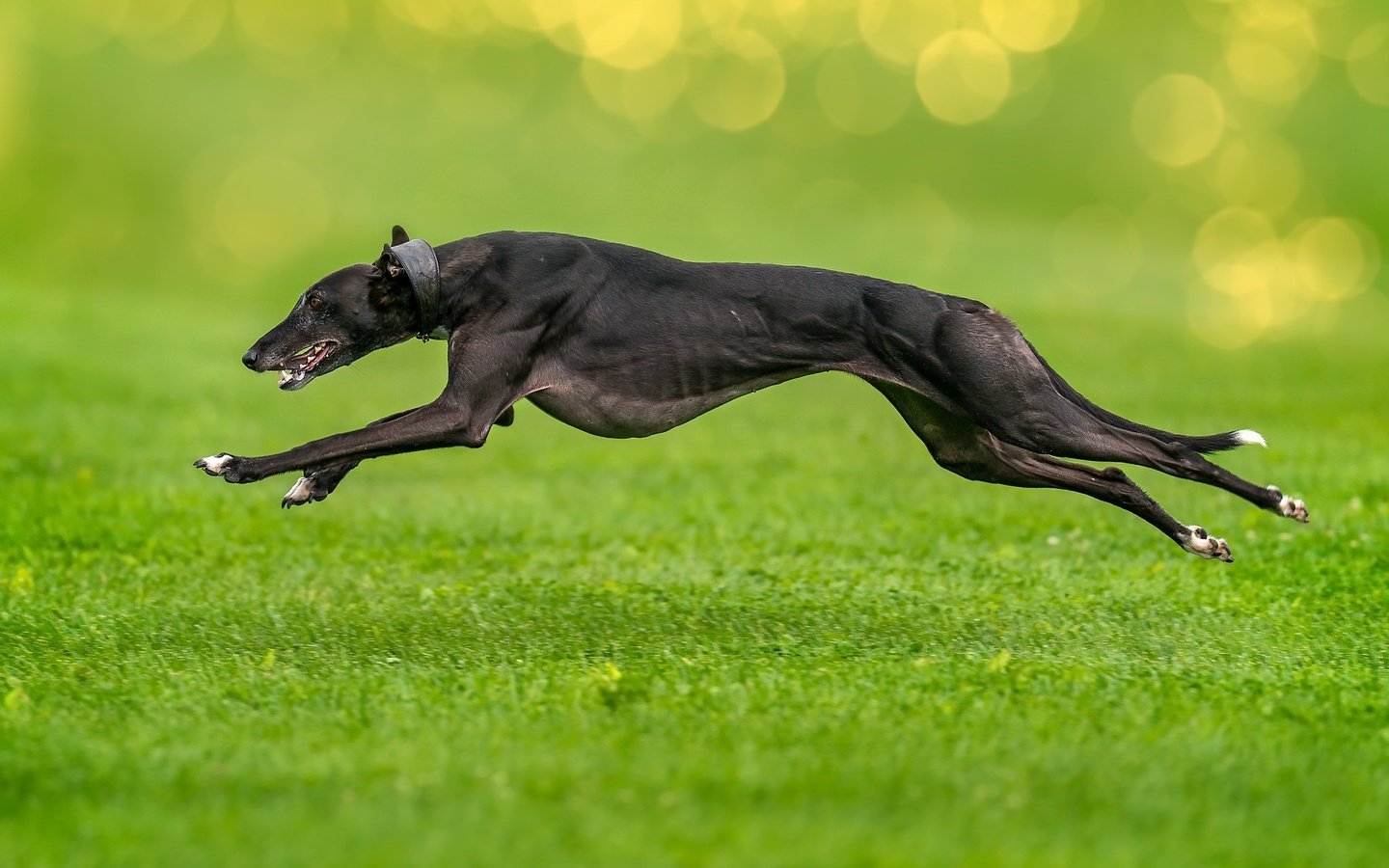 Обои трава, собака, прыжок, друг, бег, борзая, grass, dog, jump, each, running, greyhound разрешение 2048x1366 Загрузить