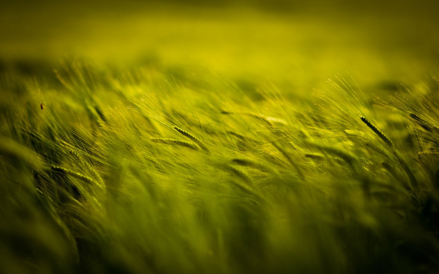 Обои природа, растения, поле, размытость, колосья, пшеница, nature, plants, field, blur, ears, wheat разрешение 2048x1360 Загрузить