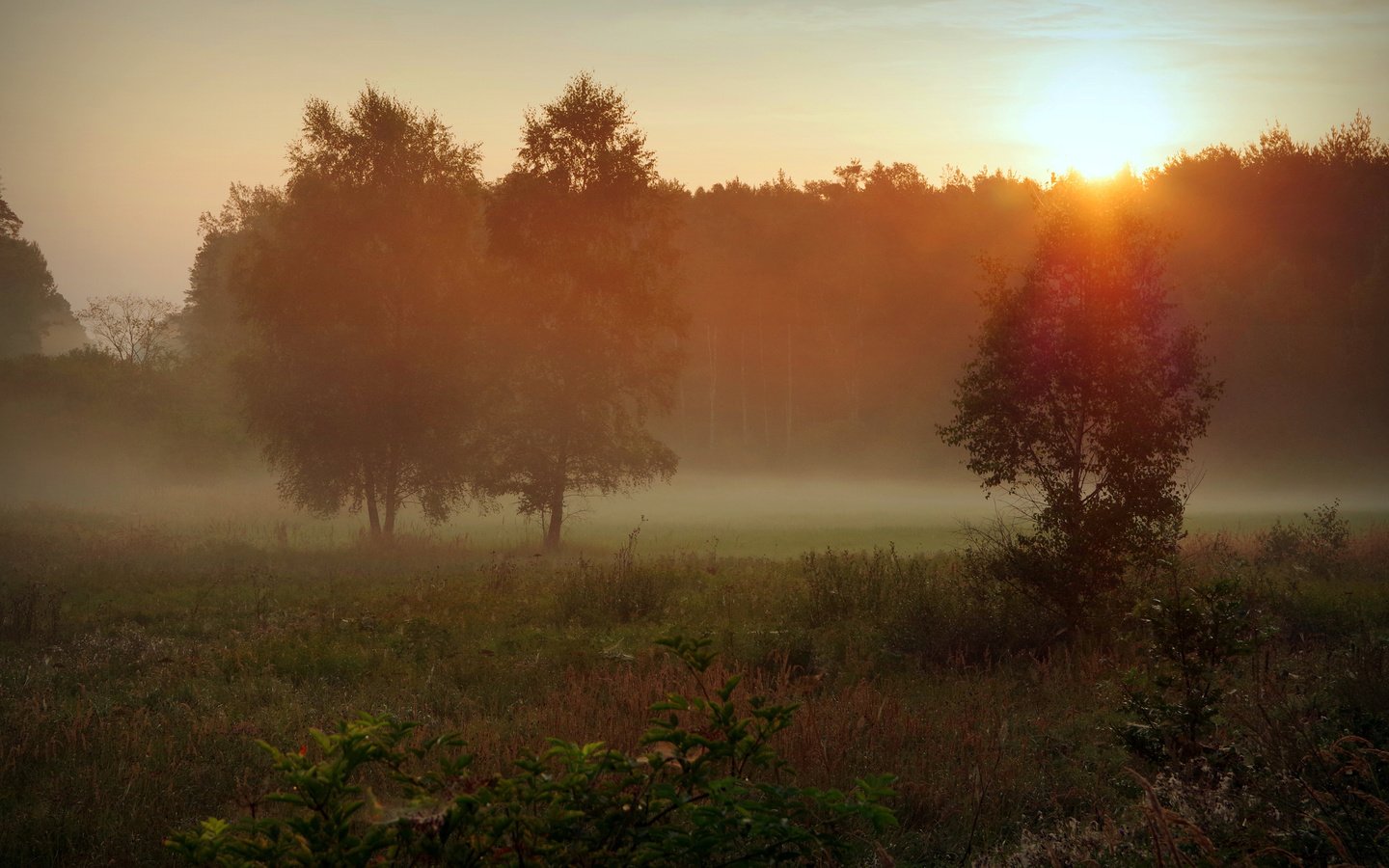 Обои трава, солнце, природа, лес, утро, туман, осень, поляна, grass, the sun, nature, forest, morning, fog, autumn, glade разрешение 3840x2400 Загрузить