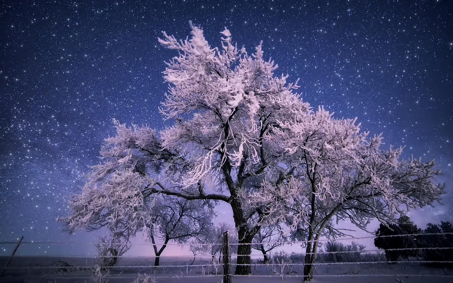 Обои деревья, природа, зима, пейзаж, иней, забор, trees, nature, winter, landscape, frost, the fence разрешение 1920x1200 Загрузить