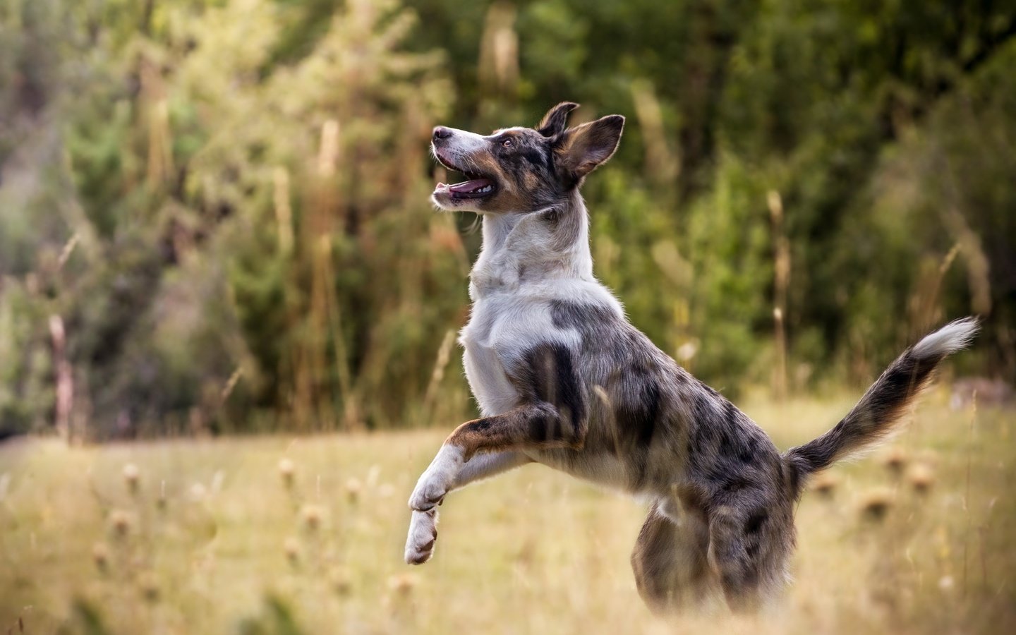 Обои природа, собака, друг, австралийская овчарка, australian sheep, nature, dog, each, australian shepherd разрешение 5182x3297 Загрузить