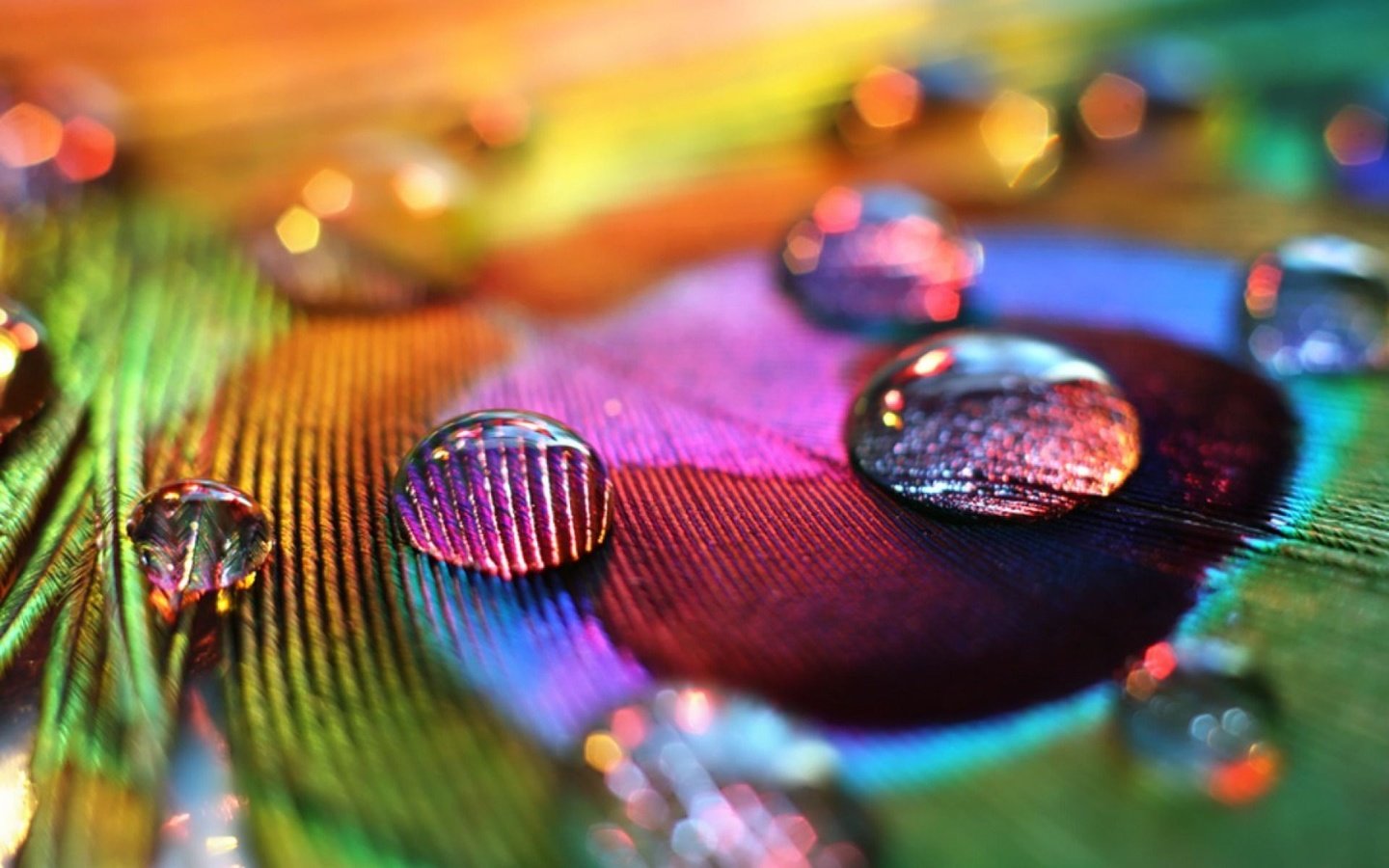 Обои макро, капли, перо, капли воды, крупным планом, перо павлина, macro, drops, pen, water drops, closeup, peacock feather разрешение 1920x1200 Загрузить