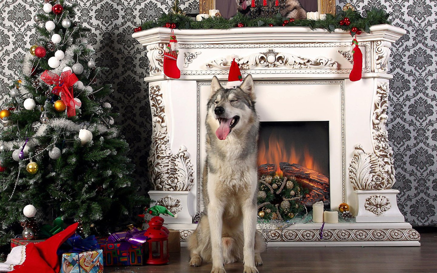 Обои новый год, елка, собака, хаски, камин, язык, new year, tree, dog, husky, fireplace, language разрешение 1920x1200 Загрузить