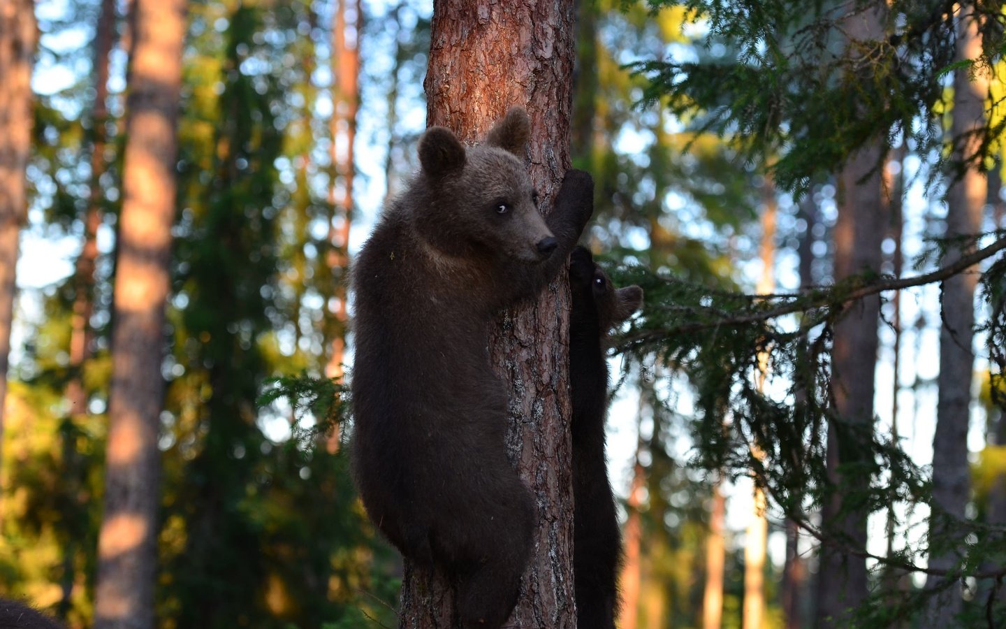 Обои деревья, лес, медведи, медвежата, trees, forest, bears разрешение 2048x1356 Загрузить