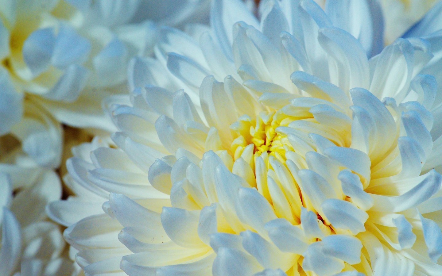 Обои макро, цветок, лепестки, хризантема, macro, flower, petals, chrysanthemum разрешение 2560x1696 Загрузить