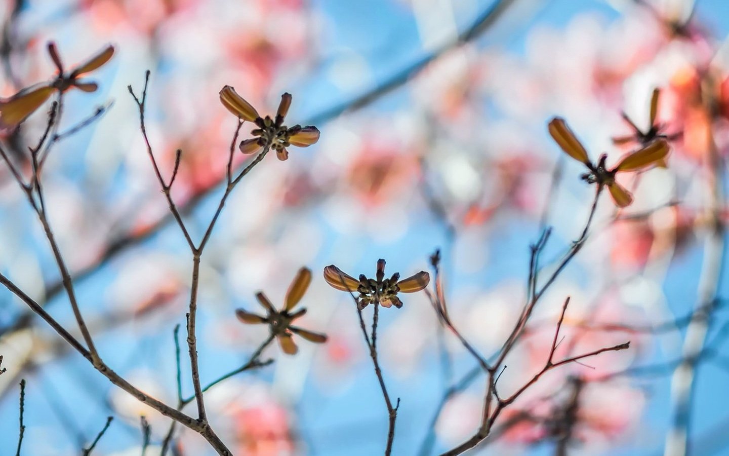 Обои листья, макро, ветки, размытость, leaves, macro, branches, blur разрешение 1920x1080 Загрузить