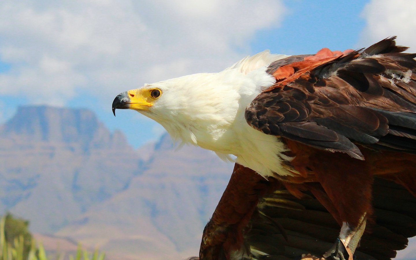 Обои орел, хищник, птица, клюв, перья, белоголовый орлан, eagle, predator, bird, beak, feathers, bald eagle разрешение 4856x2167 Загрузить