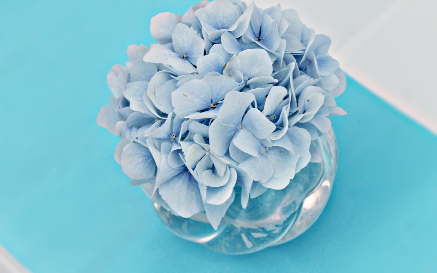 Обои цветы, букет, голубые цветы, гортензия, вазочка, flowers, bouquet, blue flowers, hydrangea, vase разрешение 4000x2666 Загрузить