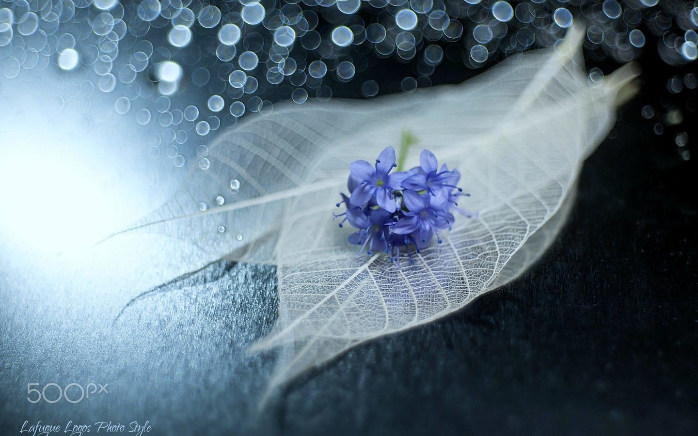 Обои цветы, листья, макро, блики, прожилки, натюрморт, lafugue logos, flowers, leaves, macro, glare, veins, still life разрешение 2000x1334 Загрузить