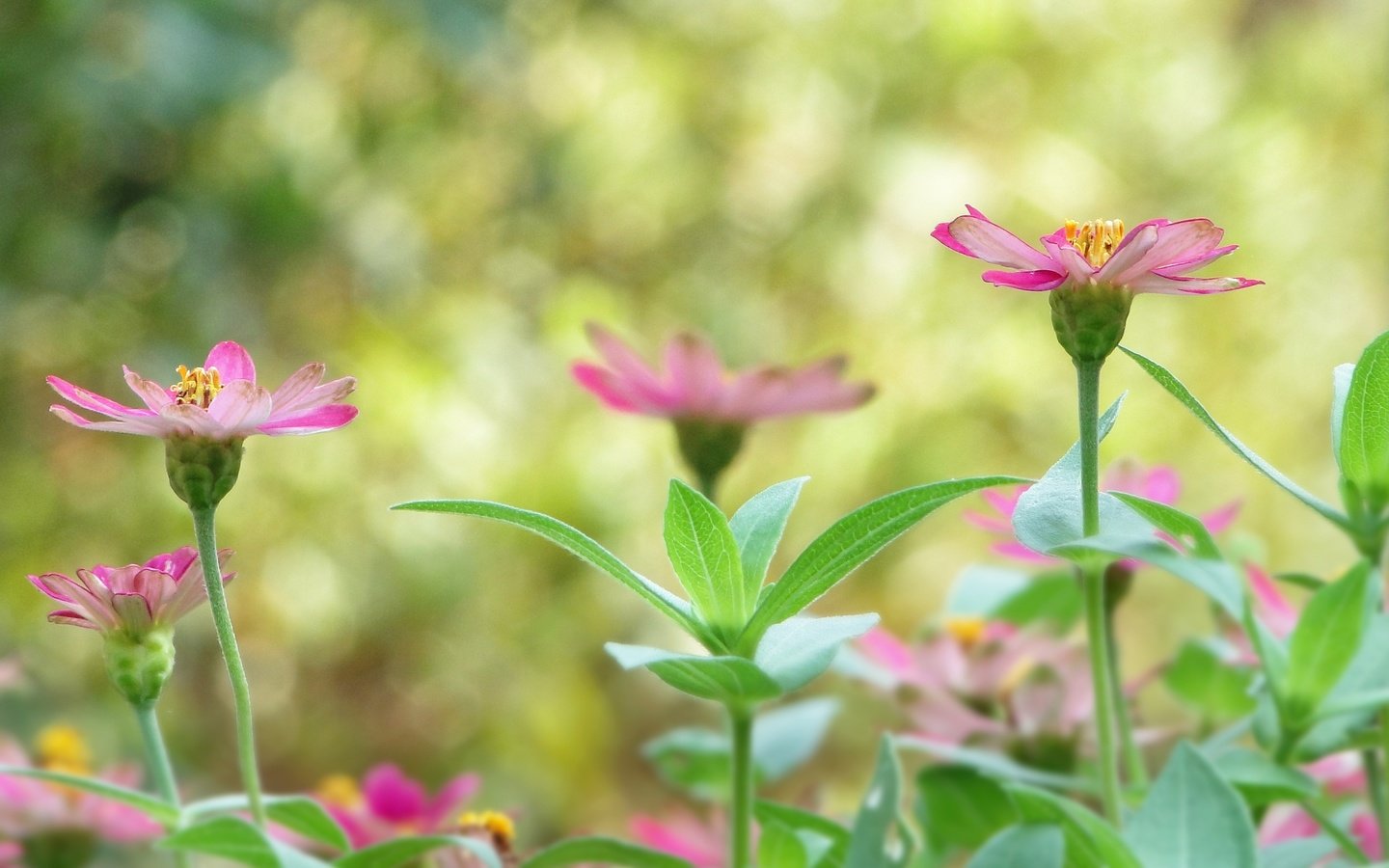 Обои цветы, растения, листья, лепестки, размытость, стебли, flowers, plants, leaves, petals, blur, stems разрешение 3456x2304 Загрузить