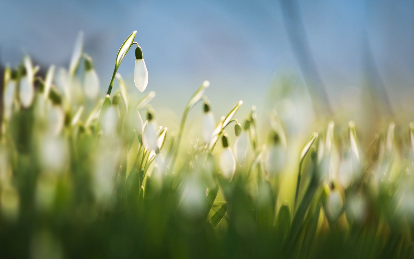 Обои цветы, трава, размытость, весна, белые, подснежники, flowers, grass, blur, spring, white, snowdrops разрешение 2048x1418 Загрузить