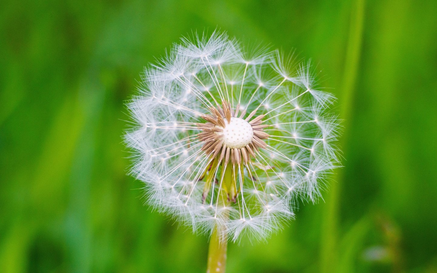 Обои макро, цветок, одуванчик, семена, пух, пушинки, былинки, macro, flower, dandelion, seeds, fluff, fuzzes, blade разрешение 6394x4261 Загрузить