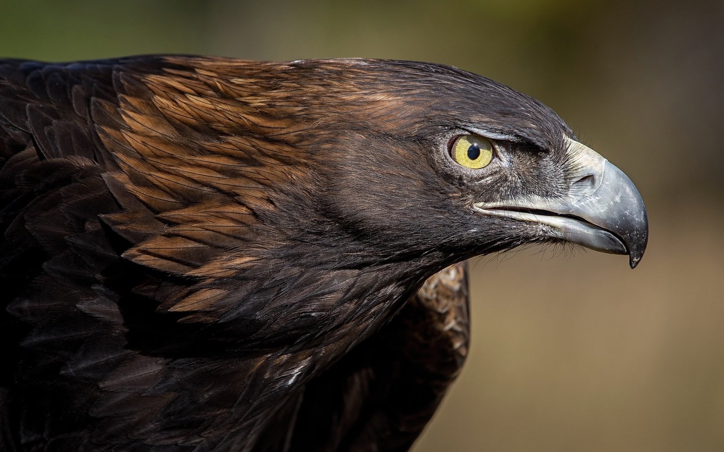 Обои хищник, птица, клюв, перья, глаз, беркут, predator, bird, beak, feathers, eyes, eagle разрешение 2048x1152 Загрузить