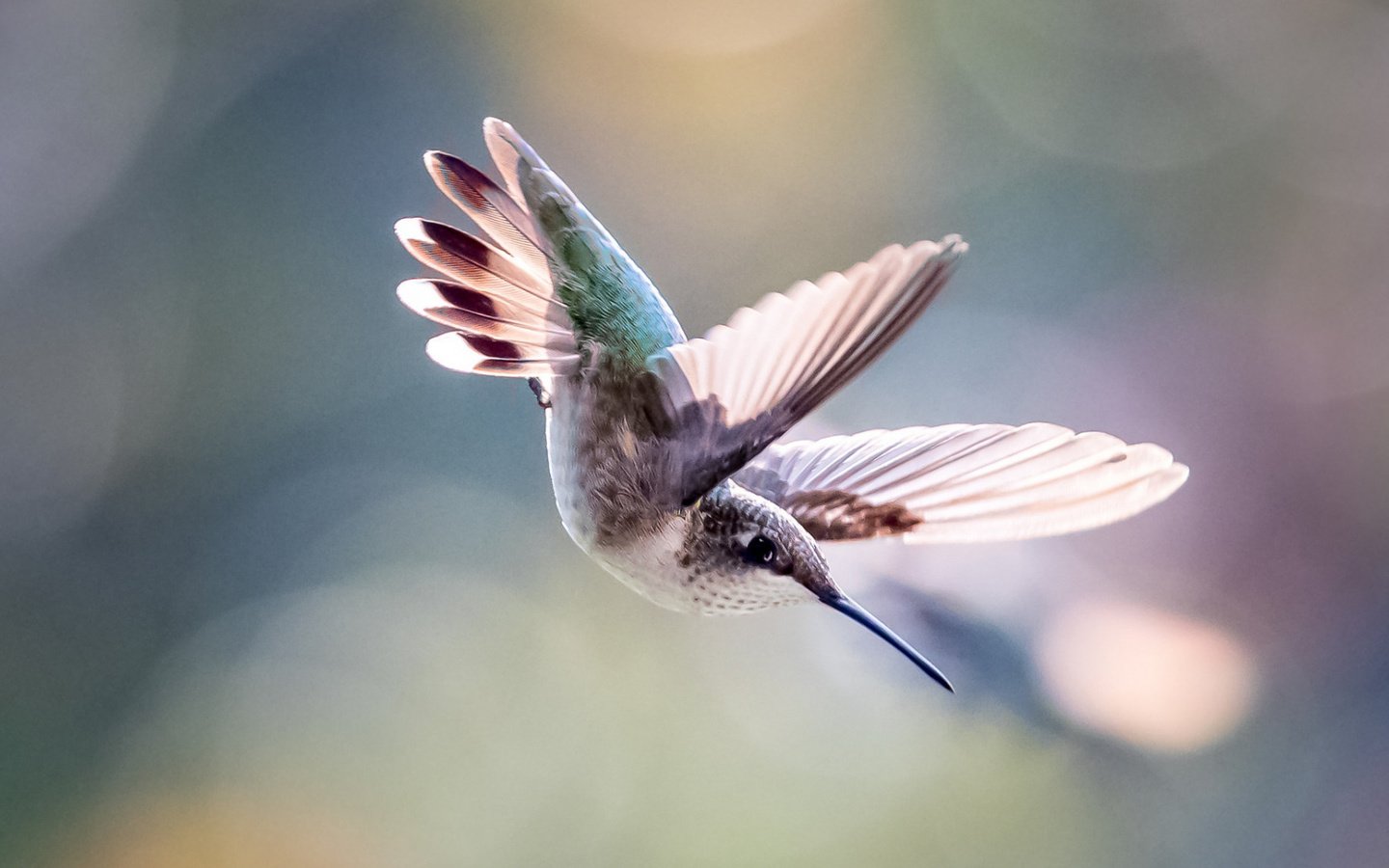 Обои макро, полет, птица, колибри, macro, flight, bird, hummingbird разрешение 1920x1080 Загрузить