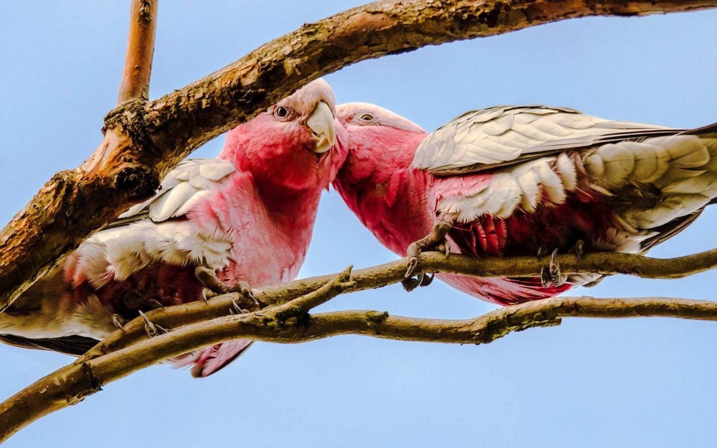 Обои птицы, клюв, попугаи, какаду, розовый какаду, birds, beak, parrots, cockatoo разрешение 1920x1080 Загрузить