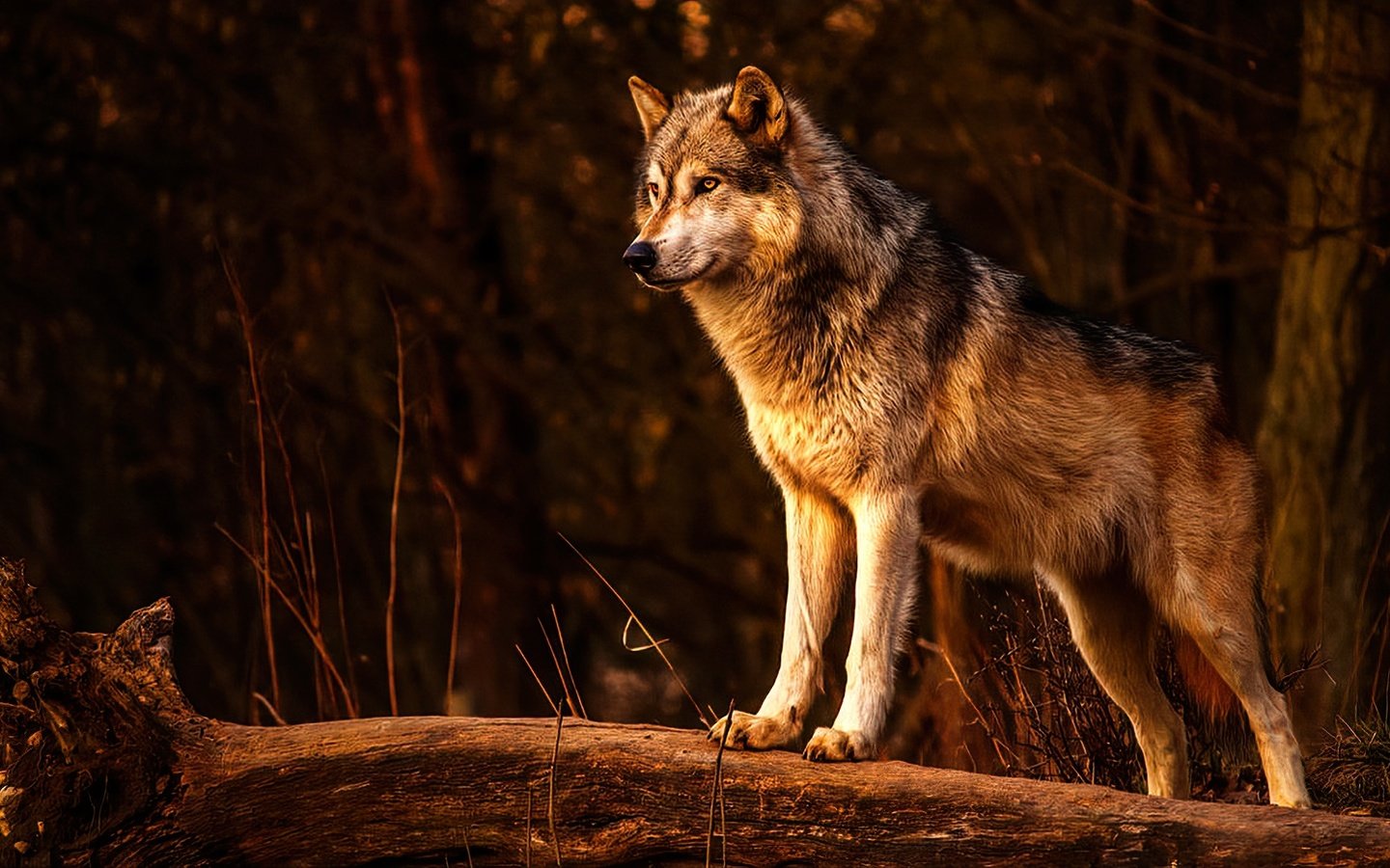 Обои хищник, животное, волк, живая природа, predator, animal, wolf, wildlife разрешение 1920x1080 Загрузить
