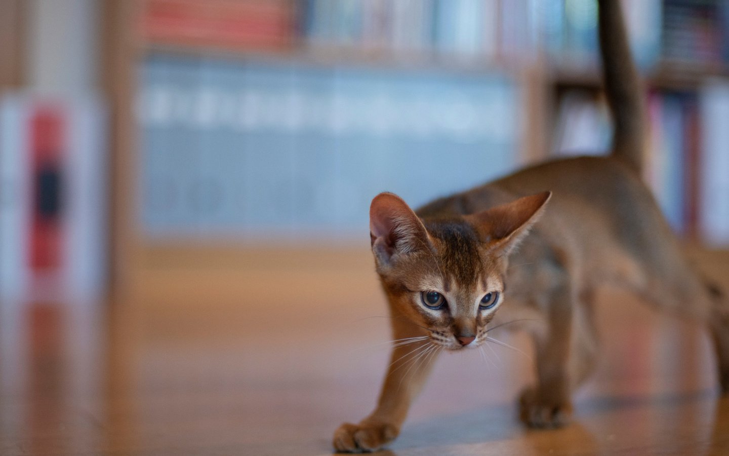 Обои боке, абиссинская кошка, котейка, bokeh, abyssinian cat, cat разрешение 2112x1188 Загрузить