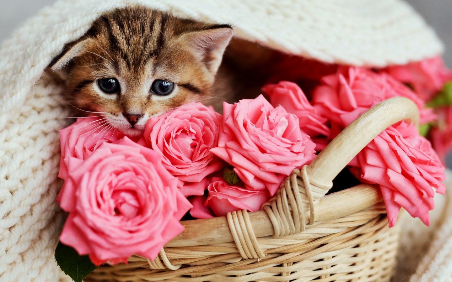 Обои цветы, кот, розы, кошка, котенок, розовые, малыш, корзинка, flowers, cat, roses, kitty, pink, baby, basket разрешение 5760x3821 Загрузить