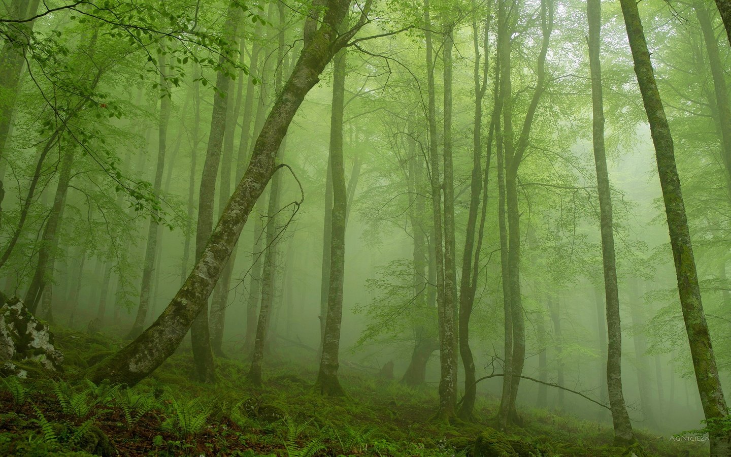 Обои деревья, природа, лес, туман, trees, nature, forest, fog разрешение 2560x1600 Загрузить