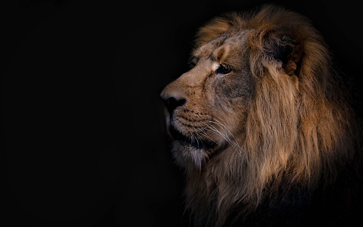 Обои фон, лев, зверь, background, leo, beast разрешение 3840x2160 Загрузить