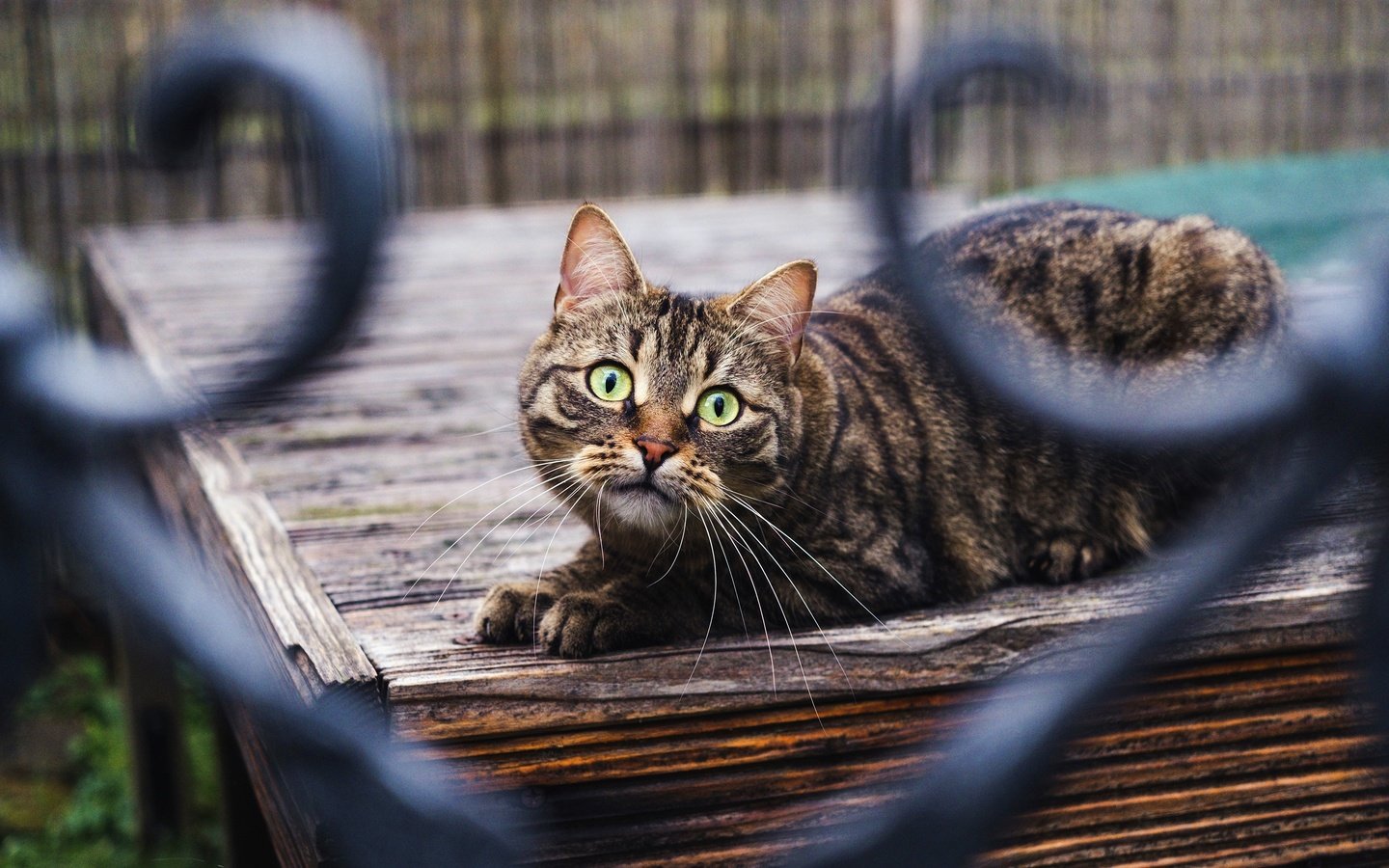 Обои кот, кошка, взгляд, забор, боке, cat, look, the fence, bokeh разрешение 3840x2160 Загрузить