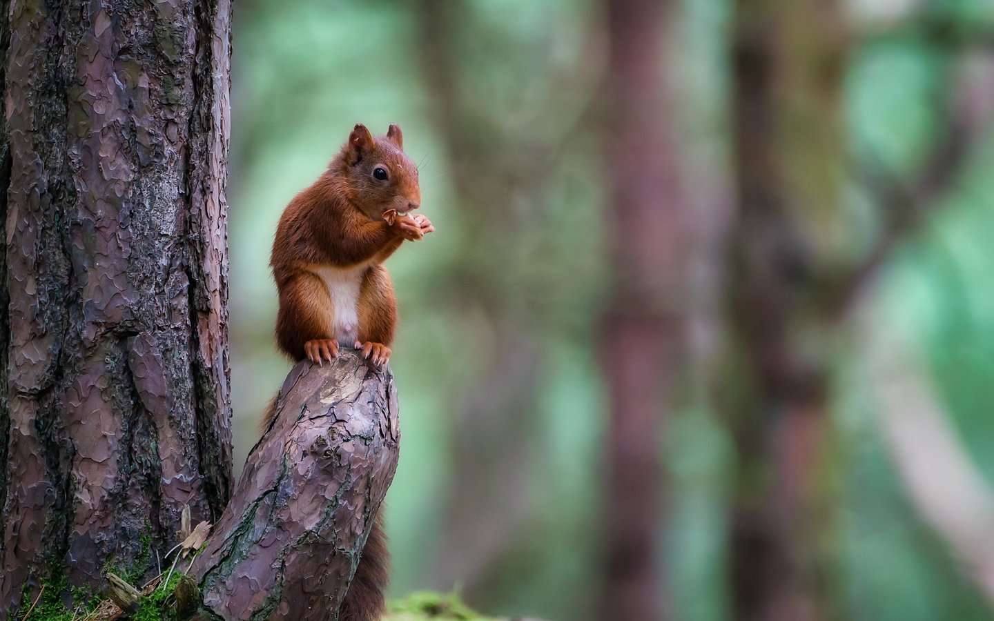 Обои природа, дерево, лес, животное, ствол, белка, зверек, коряга, грызун, rodent, nature, tree, forest, animal, trunk, protein, snag разрешение 1920x1280 Загрузить