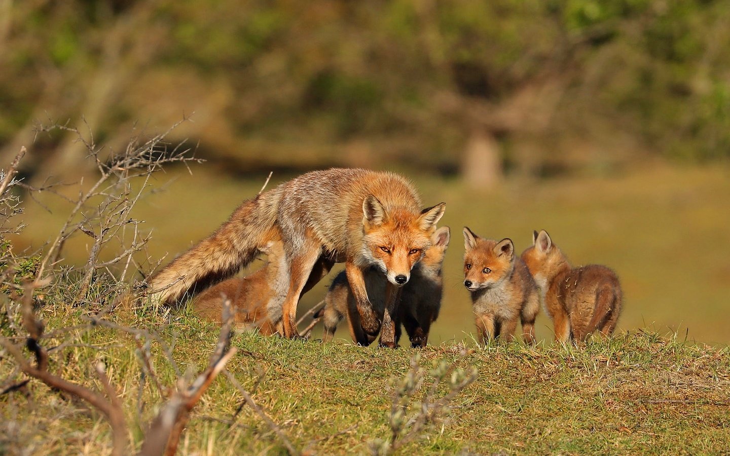 Обои природа, лиса, прогулка, мама, детеныши, лисенок, лисята, лисы, nature, fox, walk, mom, cubs разрешение 2000x1407 Загрузить