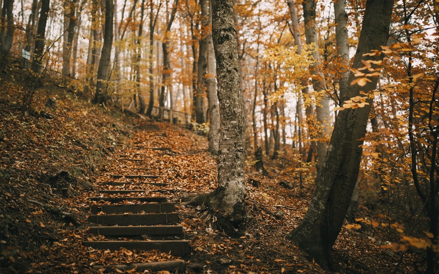 Обои природа, парк, осень, nature, park, autumn разрешение 3840x2160 Загрузить