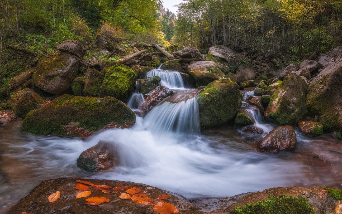 Обои река, камни, лес, осень, россия, каскад, карачаево-черкесия, river, stones, forest, autumn, russia, cascade, karachay-cherkessia разрешение 1980x1358 Загрузить