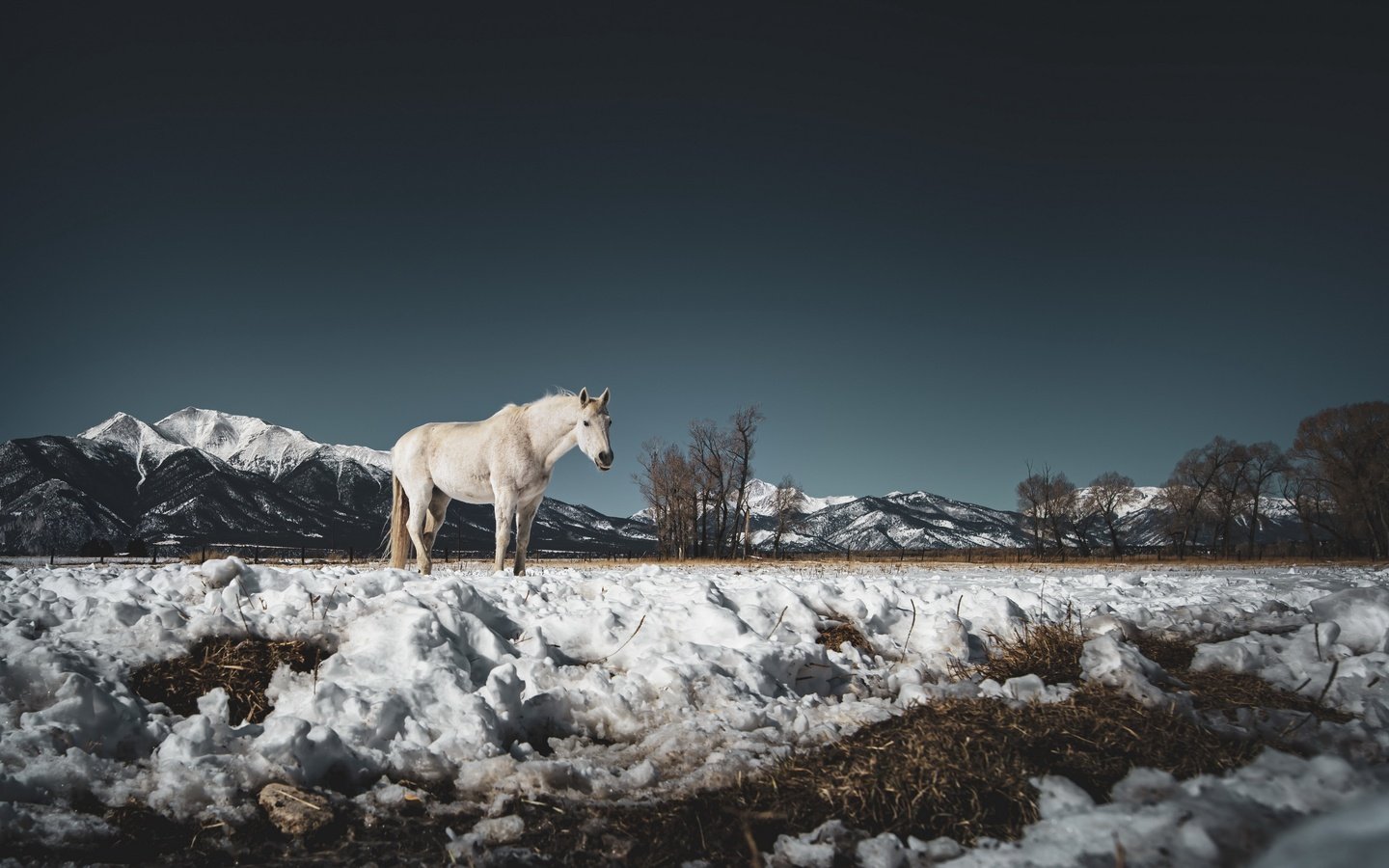 Обои снег, природа, конь, snow, nature, horse разрешение 3840x2160 Загрузить