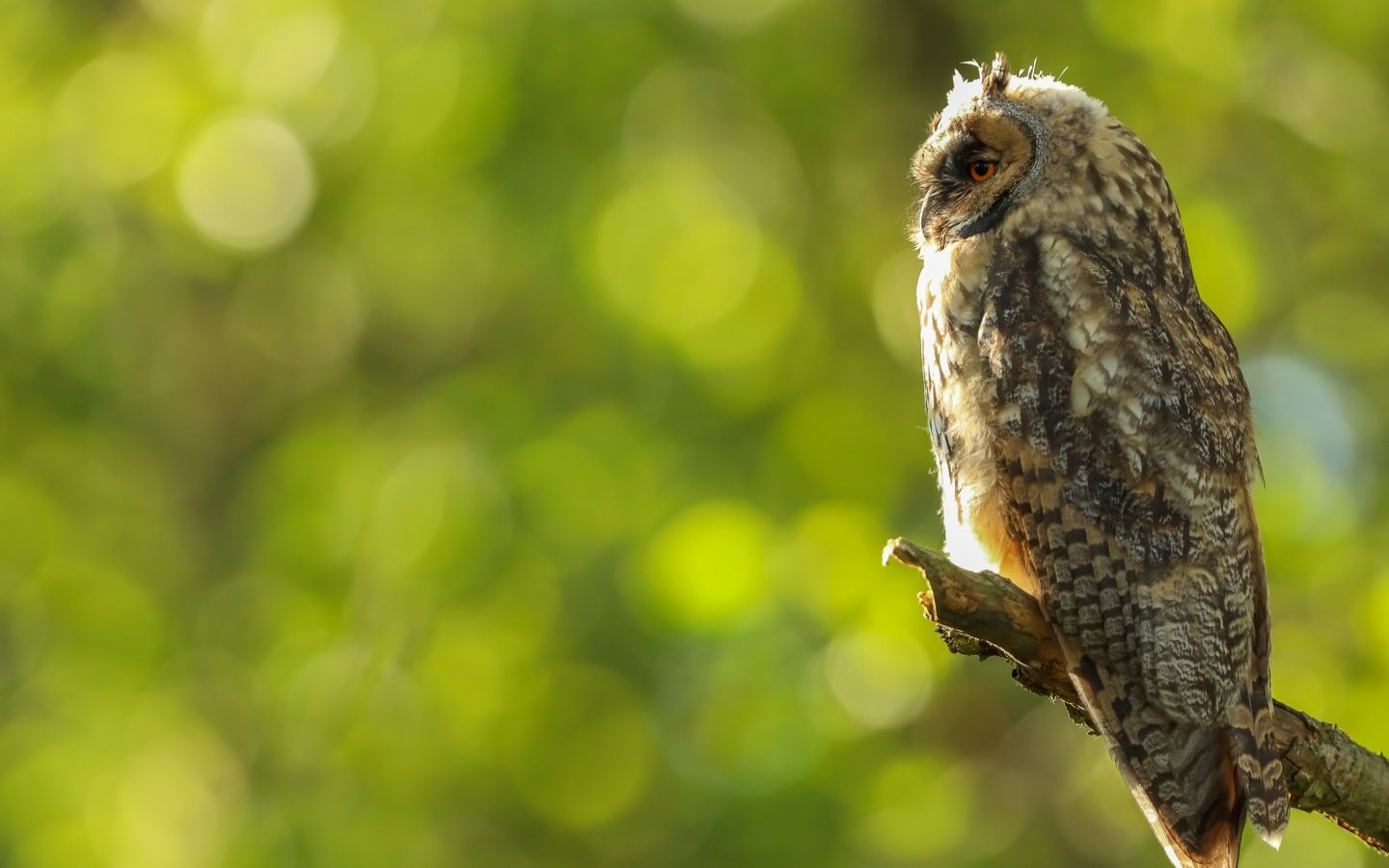 Обои сова, профиль, птица, сук, боке, owl, profile, bird, bitches, bokeh разрешение 5991x4266 Загрузить