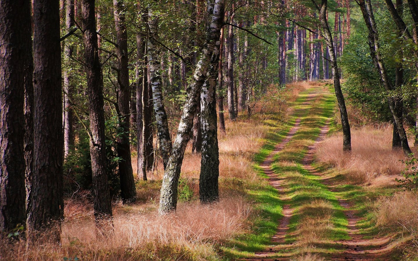 Обои трава, деревья, лес, ветки, стволы, тропинка, grass, trees, forest, branches, trunks, path разрешение 3840x2160 Загрузить