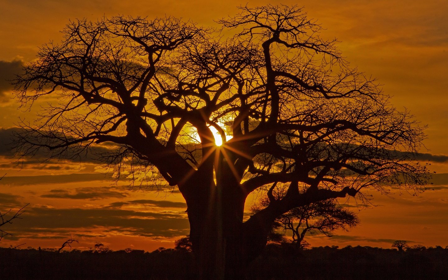 Обои дерево, закат, африка, силуэт, саванна, tree, sunset, africa, silhouette, savannah разрешение 3072x2048 Загрузить